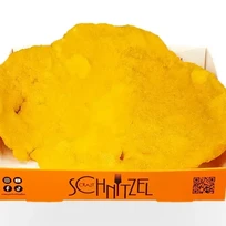 Schnitzel Porc Pane
